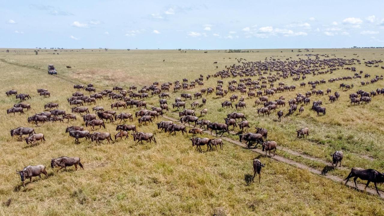 Africa Safari Serengeti Ikoma - Wildebeest Migration Is Around! Экстерьер фото