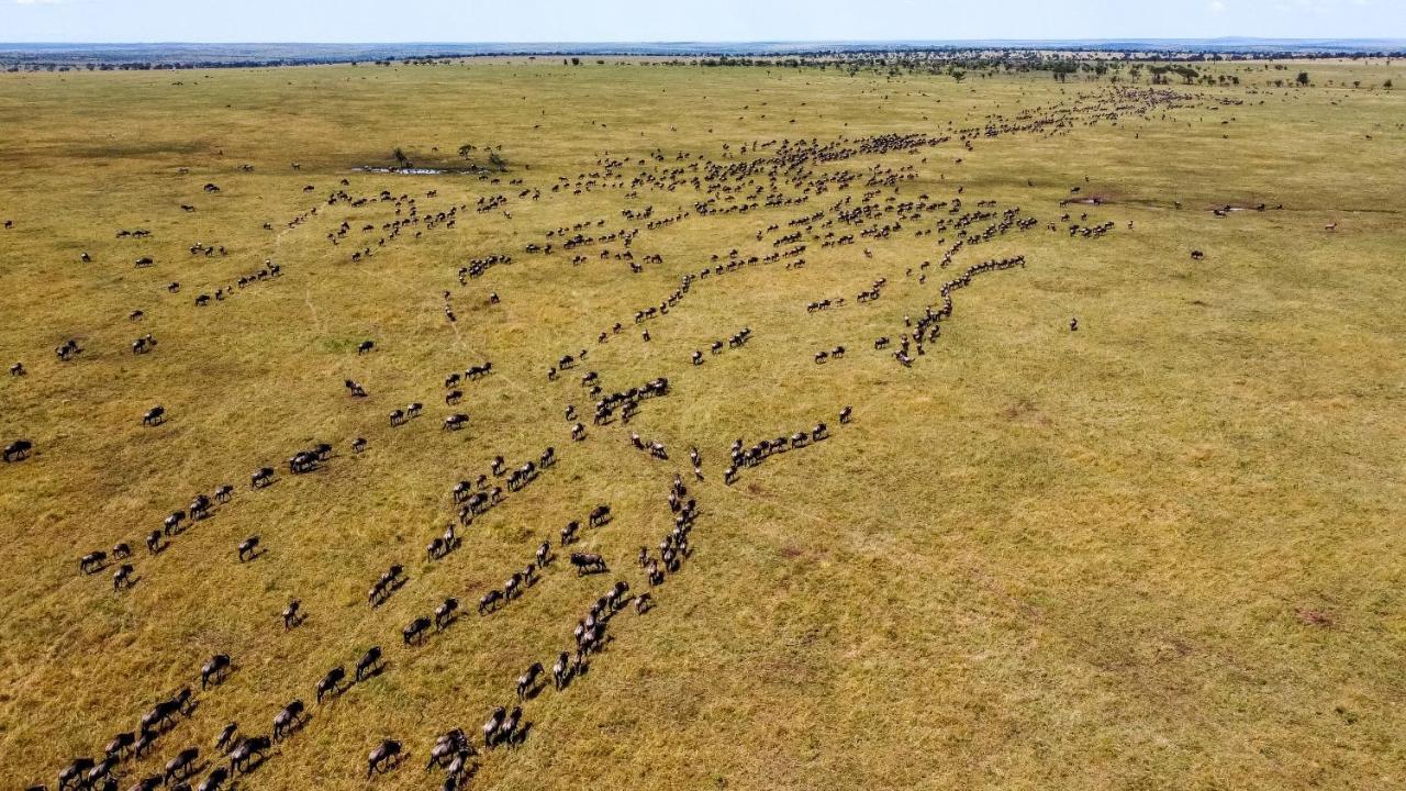 Africa Safari Serengeti Ikoma - Wildebeest Migration Is Around! Экстерьер фото