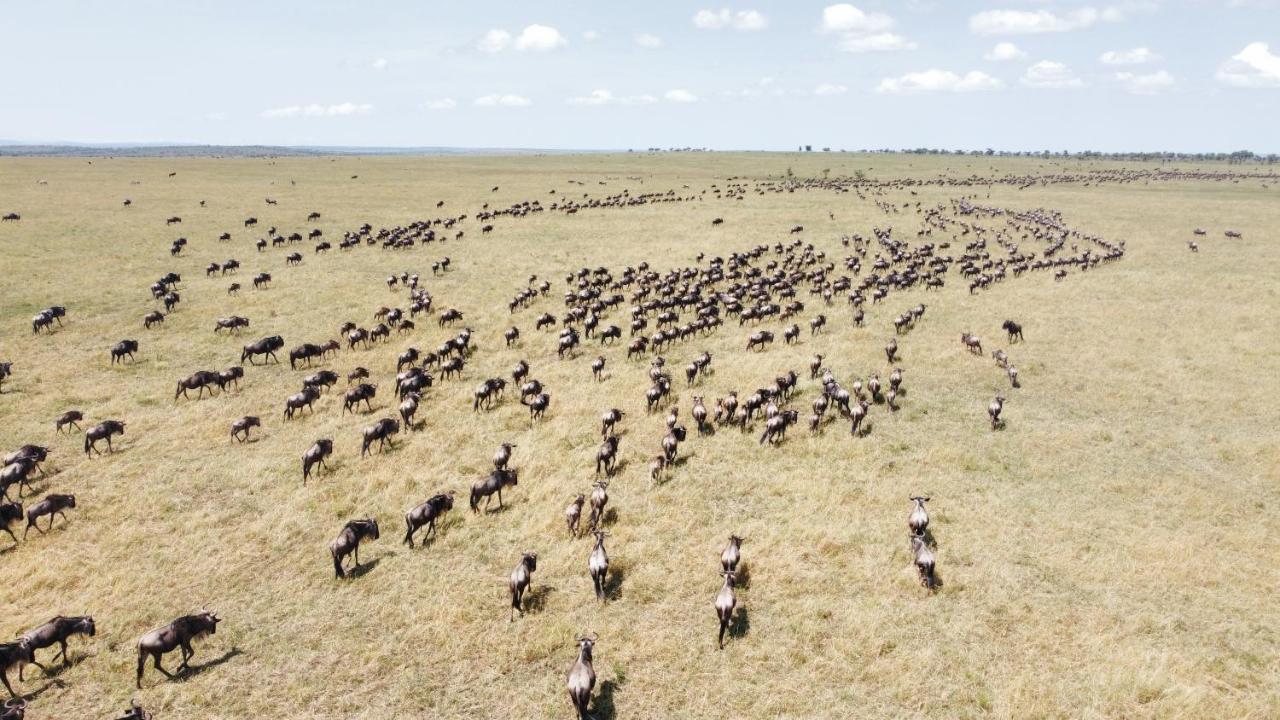 Africa Safari Serengeti Ikoma - Wildebeest Migration Is Around! Экстерьер фото