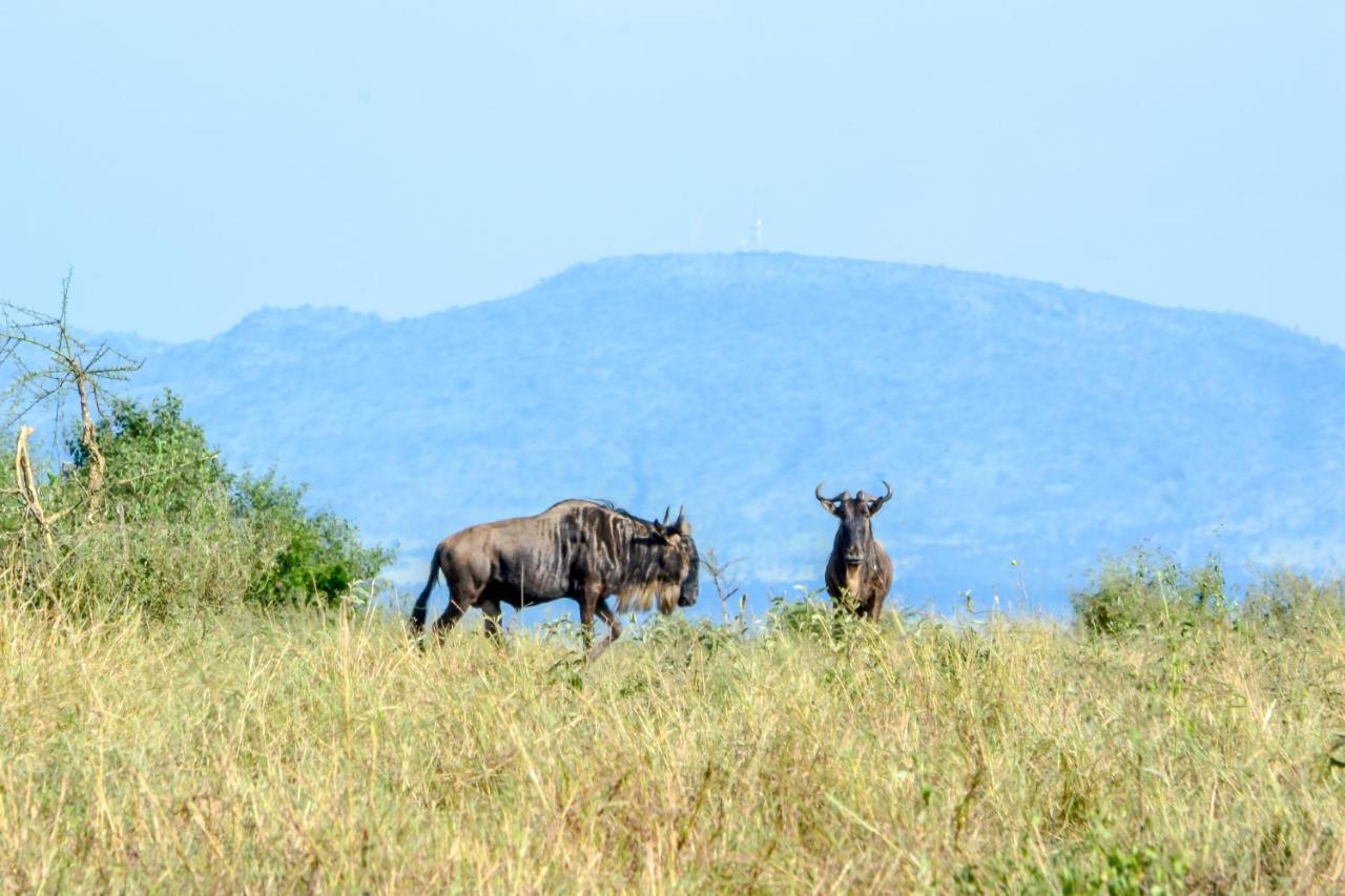 Africa Safari Serengeti Ikoma Экстерьер фото