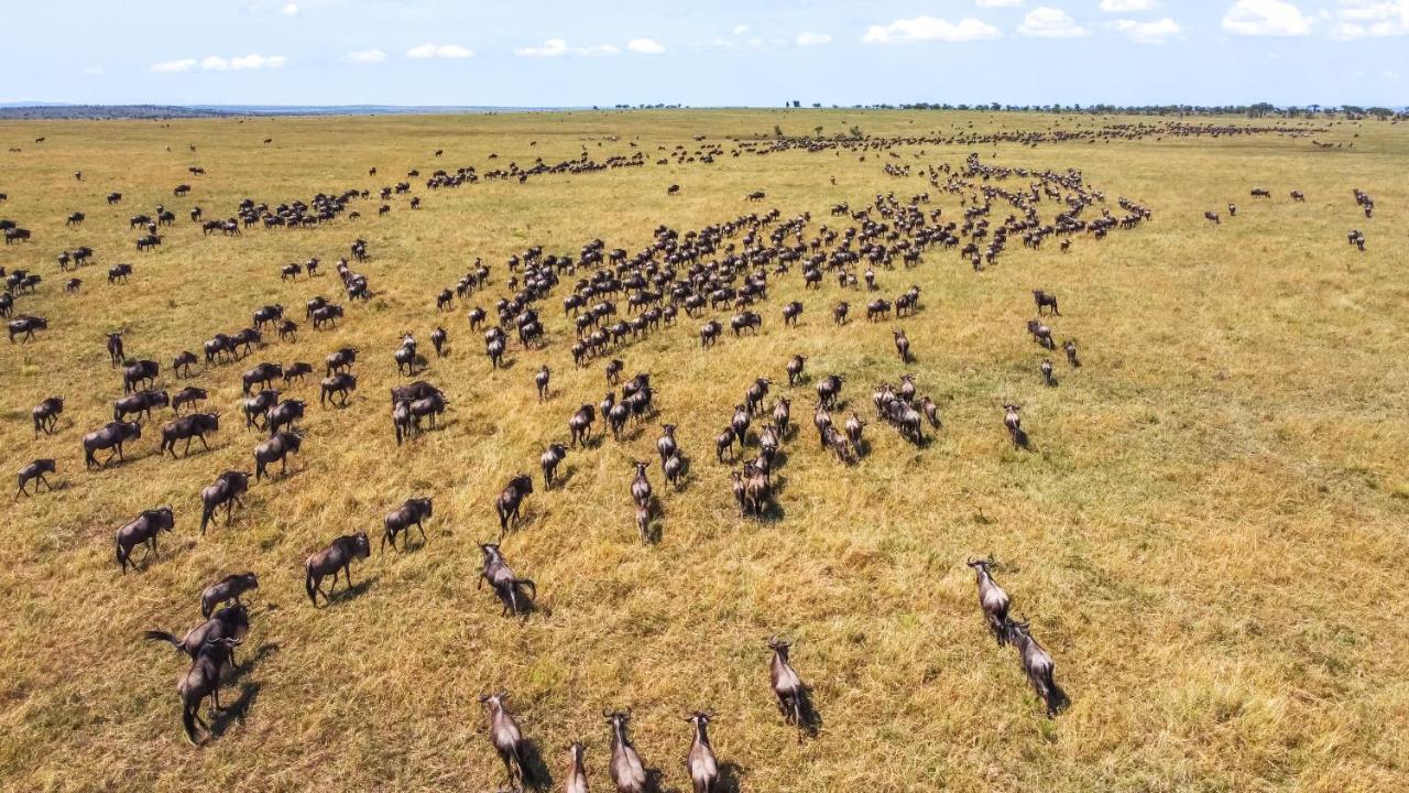 Africa Safari Serengeti Ikoma - Wildebeest Migration Is Around! Экстерьер фото