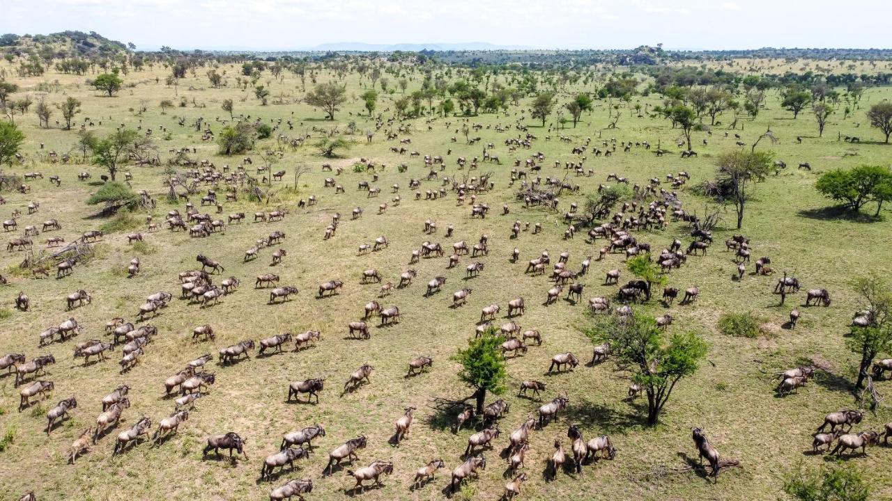 Africa Safari Serengeti Ikoma - Wildebeest Migration Is Around! Экстерьер фото