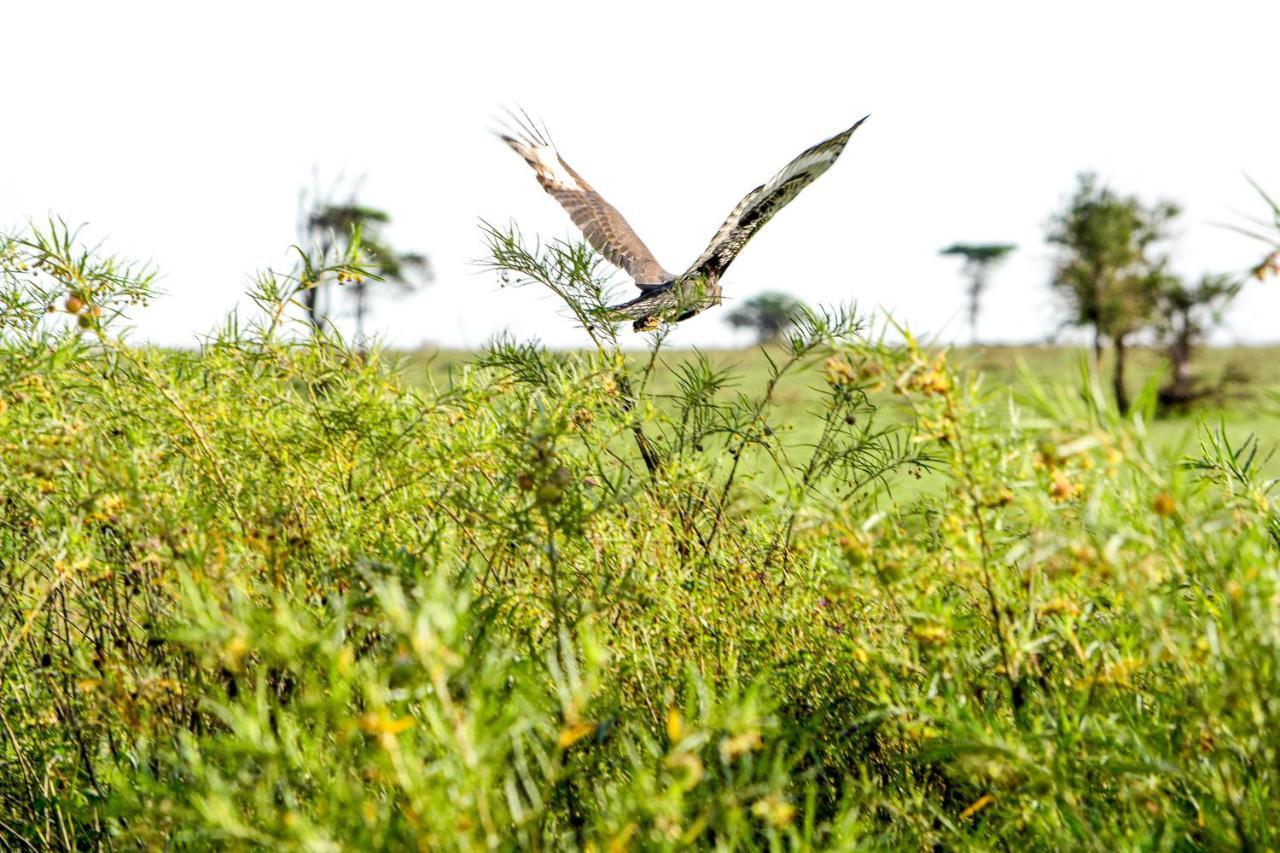 Africa Safari Serengeti Ikoma - Wildebeest Migration Is Around! Экстерьер фото