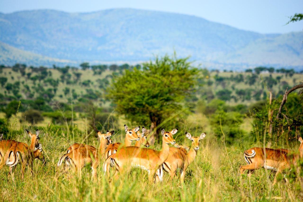 Africa Safari Serengeti Ikoma Экстерьер фото