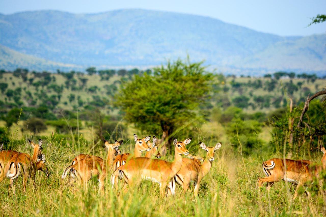 Africa Safari Serengeti Ikoma - Wildebeest Migration Is Around! Экстерьер фото